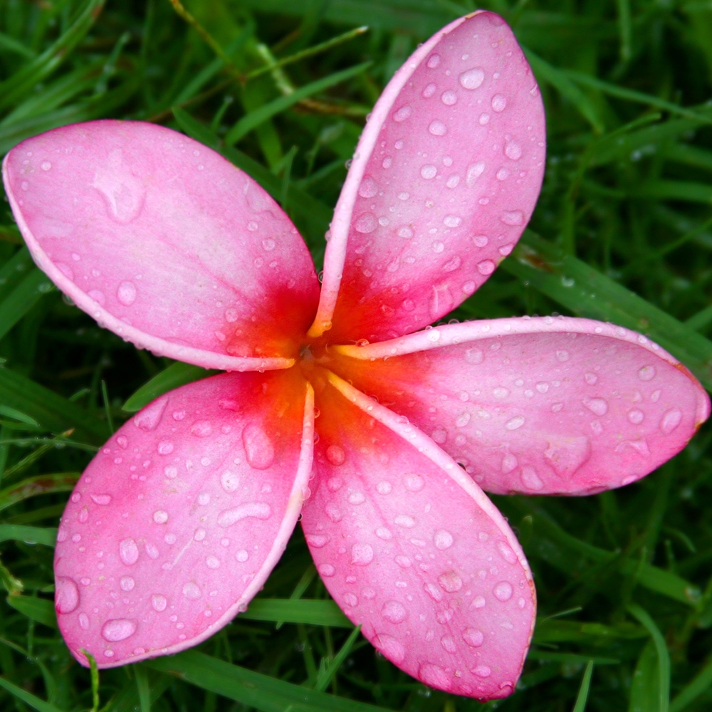 Pink plumeria flower with raindrops